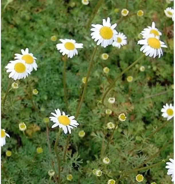 Kaukasische Scheinkamille Mutterkraut Tripleurospermum caucasica weiße Staude für Steingarten und Staudengarten - Bild 1