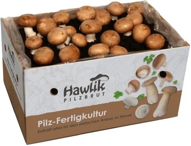 Hawlik Pilzbrut Kleines Steinchampignon Pilzzuchtset mit Myzel und Anbauanleitung für Anfänger - Bild 1