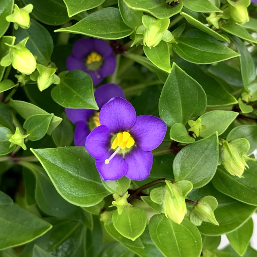 Blühende Exacum Topfpflanze für den Innenbereich in Blau oder Violett - Bild 2