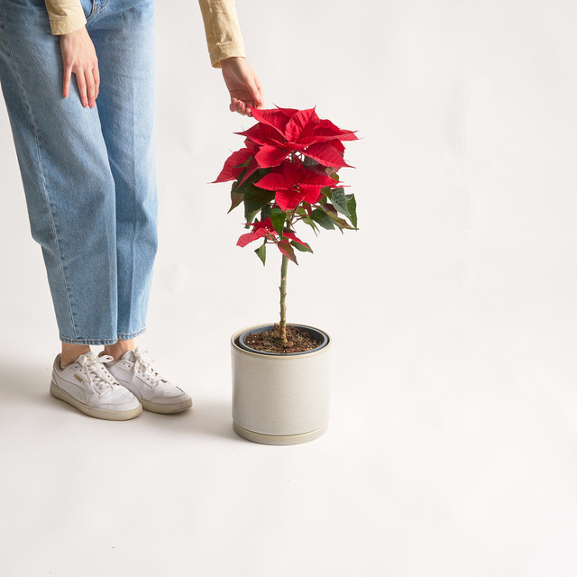 Weihnachtsstern Stämmchen von BLUME2000 in Rot für die Weihnachtszeit und den Advent - Bild 1