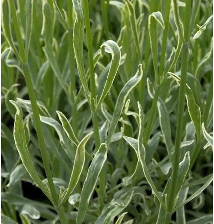 Echter Lavendel Silver Edge Lavandula angustifolia Stauden von Nr-01.de