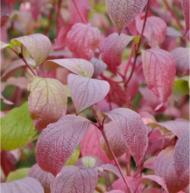 Sibirischer Hartriegel Siberian Pearls Cornus alba Zierstrauch in Rot, Weiß und Grün, Höhe: 40-60 cm - Bild 1