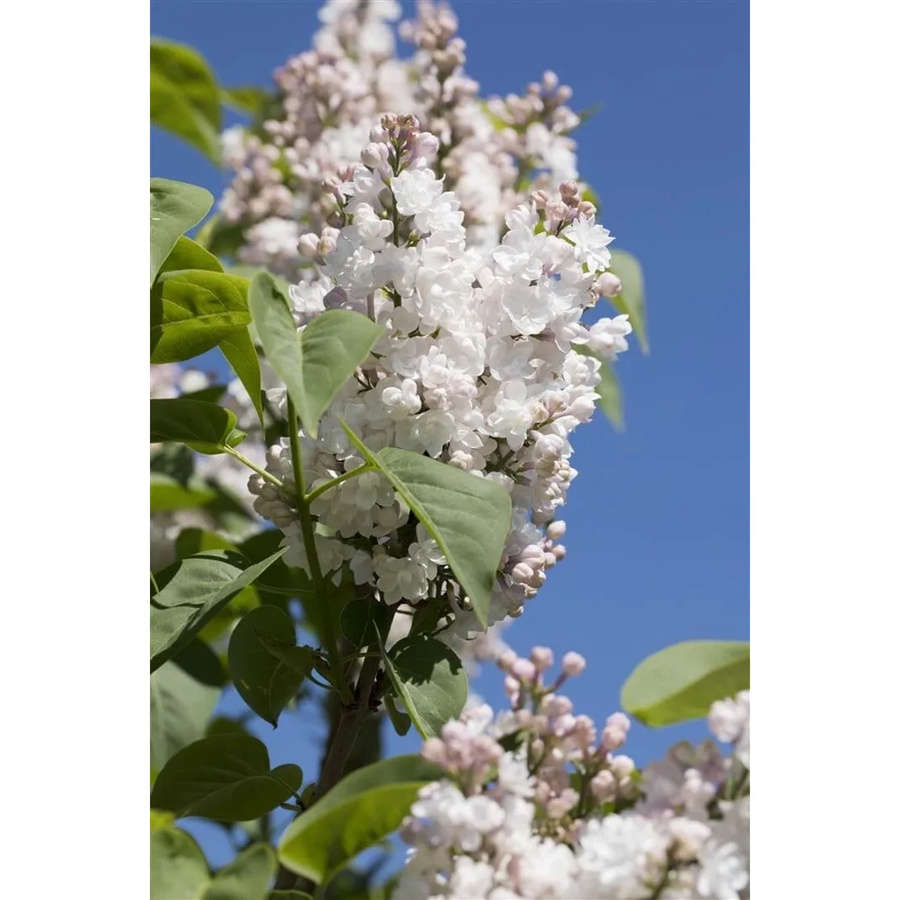 Syringa Vulgaris Flieder Schöne Von Moskau von Pflanzen für dich, Höhe: 60-80 cm - Bild 2