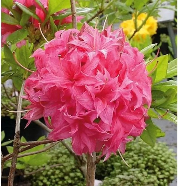 Rhododendron luteum Azalee Homebush Alpenrose als Zierstrauch für deinen Garten, Höhe: 60-80 cm - Bild 1