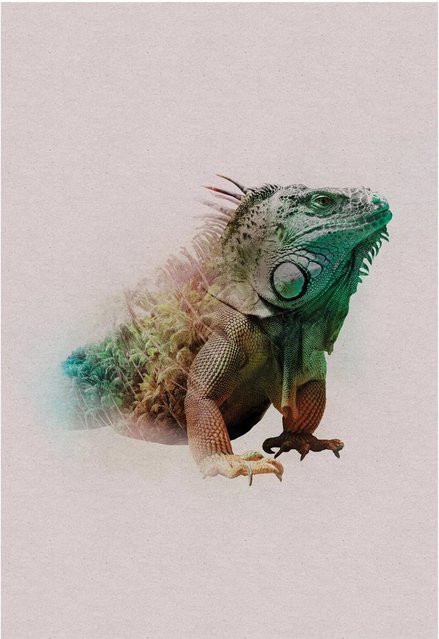 Komar Wandbild Animals Iguana, Papierposter, Multicolour, Breite: 50 cm, Höhe: 70 cm - Bild 1