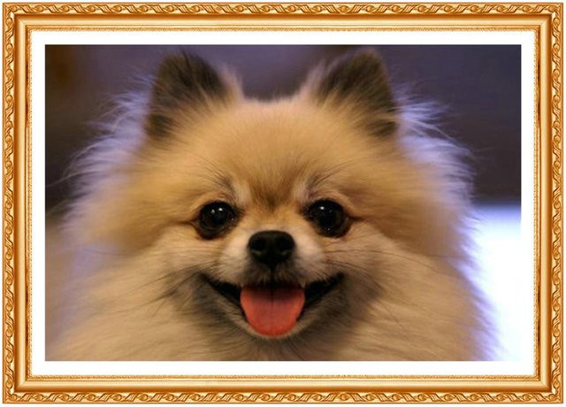 FIYO Diamond Painting Set Hund Motiv in Beige, Runde Diamant Stickerei zur Dekoration, B: 30 cm, H: 20 cm - Bild 1