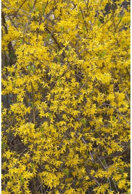 Forsythia Lynwood Goldglöckchen Zierstrauch in leuchtendem Gelb, Höhe: 80–100 cm - Bild 1
