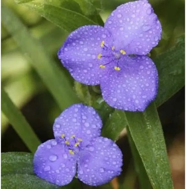 Tradescantia andersoniana Zwanenberg Blue Dreimasterblume in Blau als Garten- und Zimmerpflanze - Bild 1