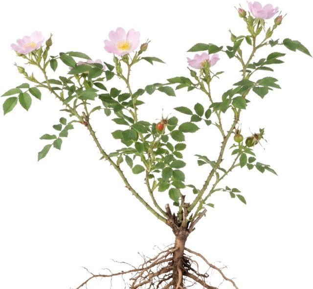 LaCaTho Hundsrose Samen Rosa Canina für Hecken und Ziergärten, Farbe Rosa, 250 Stück - Bild 1