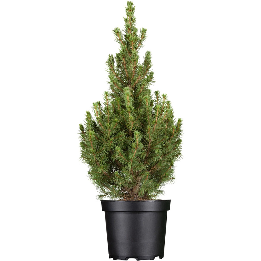 OBI Zuckerhutfichte Conica Picea im Topf, Höhe: ca. 55 cm - Bild 2