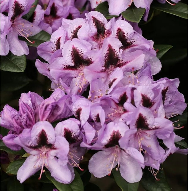 INKARHO Rhododendron Metallica Alpenrose, großblumiger Zierstrauch in Lila, 30-40 cm - Bild 1