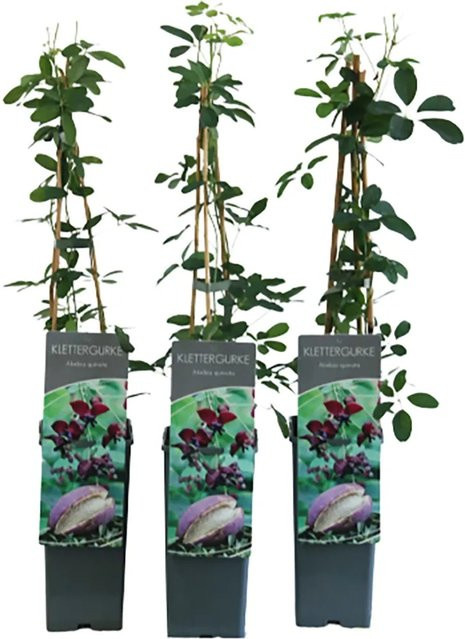 GROW by OBI Akebia quinata Fingerblättrige Akebie Kletterstrauch in Topf, Höhe: 40 - 60 cm, Topfgröße: 2 Liter, Farbe: Grün/Lila - Bild 1