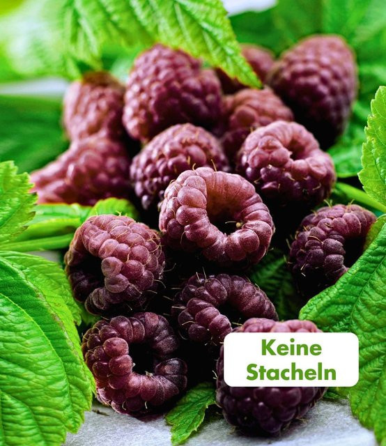 Schwarze Himbeere Glen Coe - Bild 1