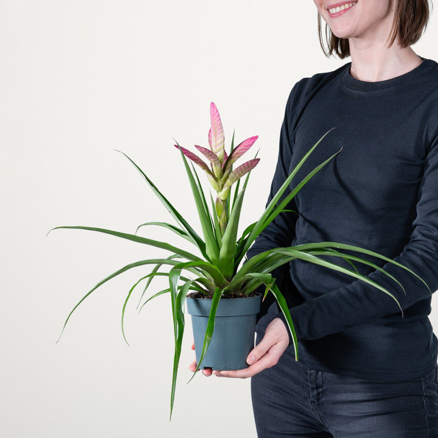 Tillandsie Antonio von BLUME2000 in Pink und Purple - Bild 1