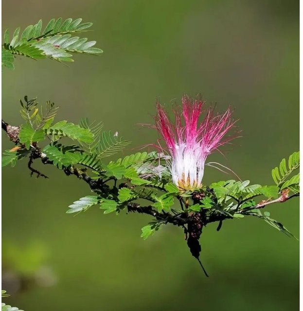Calliandra surinamensis Puderquastenstrauch Dixie Pink in Rosa, Höhe: 60-80 cm - Bild 1