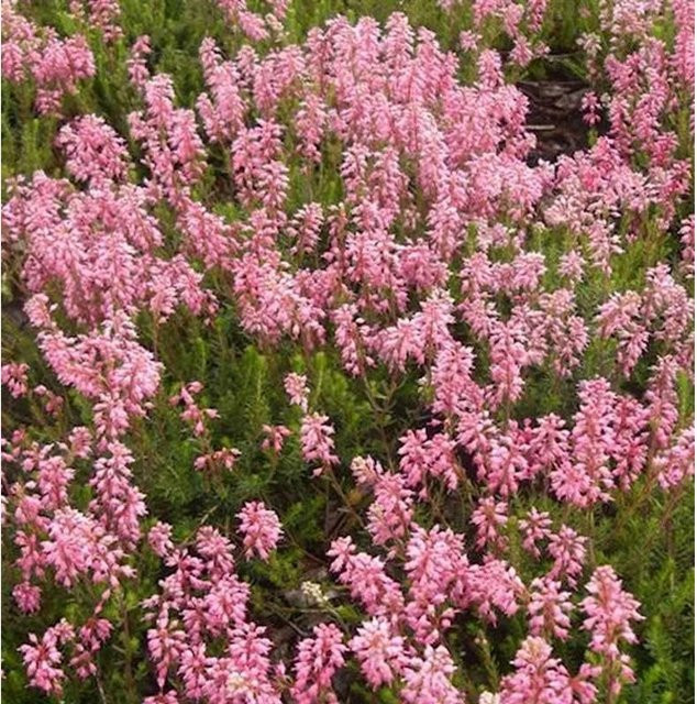 10x Ährenheide Bruckenthalia spiculifolia Zwergstrauch für den Garten - Bild 1