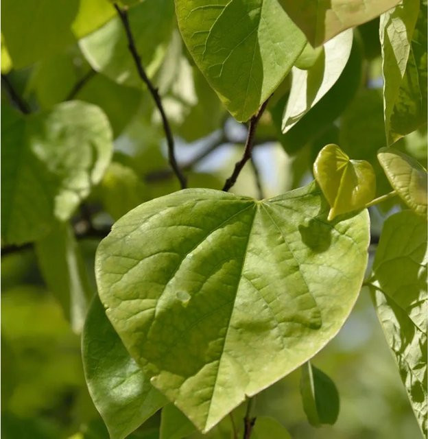 Kanadischer Judasbaum Cercis canadensis von Nr-01.de, Höhe: 100-125 cm, grün - Bild 1
