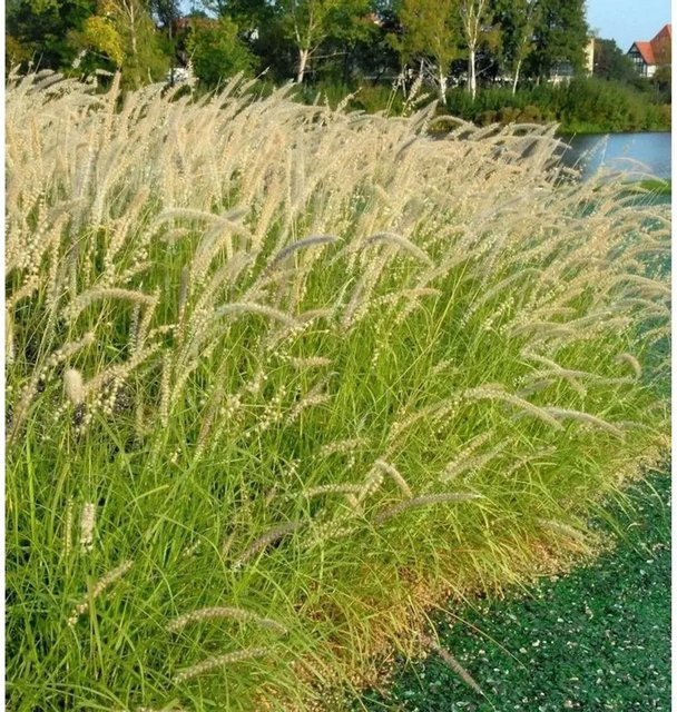 Pennisetum orientale Lampenputzergras als grüne Zierstaude für kleine Gärten und Hintergrund-Bepflanzung - Bild 1