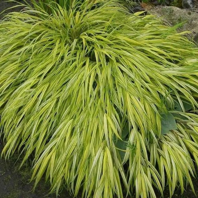 6er Set Arborix Japanisches Goldbandgras Aureola Hakonechloa macra mit goldgelbem Laub im 9cm Topf - Bild 1