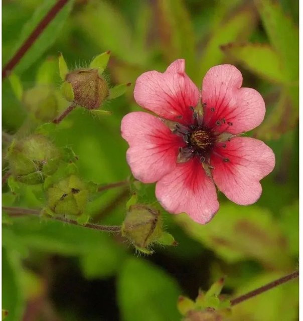 Fingerkraut Miss Willmott Potentilla nepalensis als winterharte Staude von Nr-01.de - Bild 1
