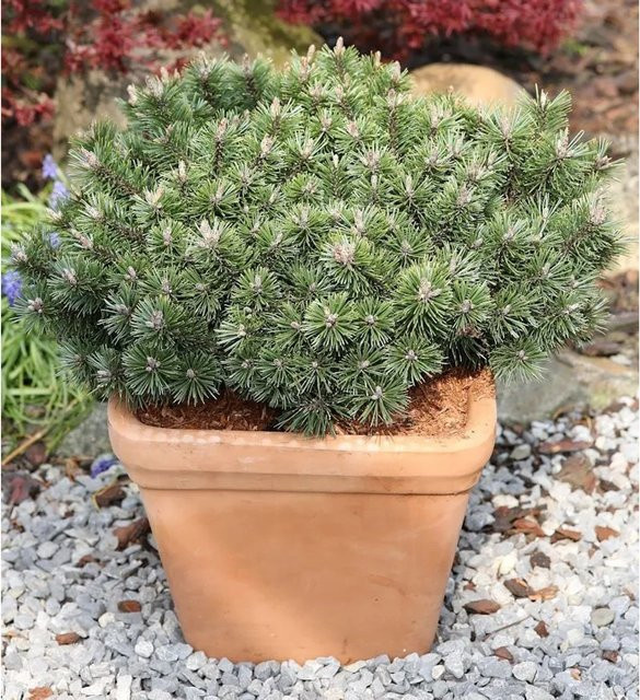 Zwerg Strauchkiefer Noack Pinus mugo, Grün, Höhe: 20-25 cm - Bild 1