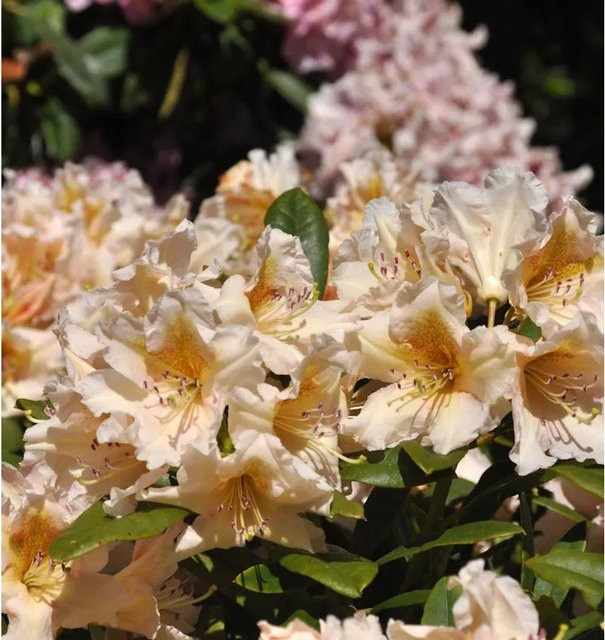 INKARHO Rhododendron Gloria Alpenrose, großblumiger Zierstrauch in Pink, 40-50 cm - Bild 1