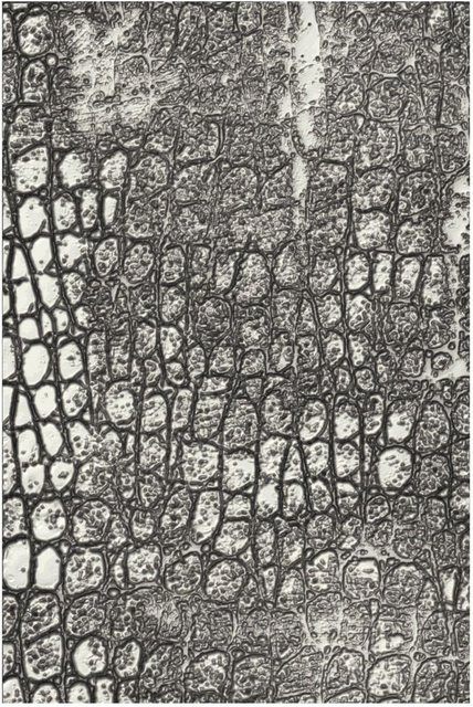 Sizzix 3D-Prägeschablone Reptile by Tim Holtz - Bild 1