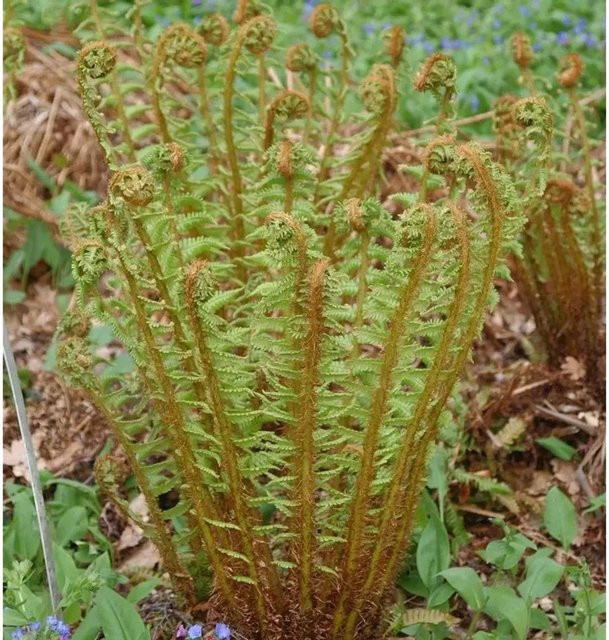 Nepal Schwarzschuppenfarn Dryopteris wallichiana grüne Gartenpflanze von Nr-01.de - Bild 1