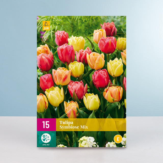 Gefüllte frühe Tulpe Symbiose von BLUME2000, 15 Zwiebeln - Bild 1