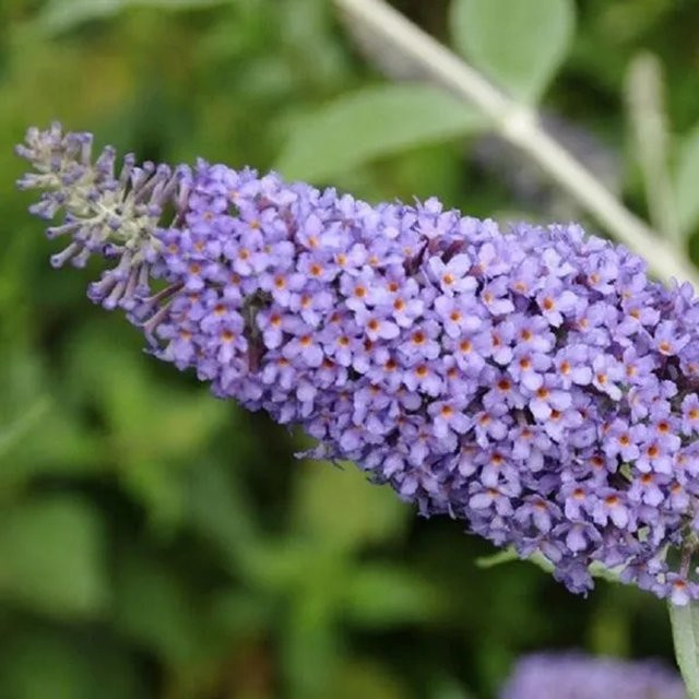 Arborix Sommerflieder Lochinch Buddleja im Container, Höhe: 40 bis 60 cm - Bild 1