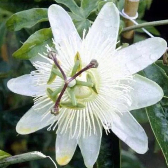 Arborix Passionsblume Constance Elliott Passiflora caerulea Kletterpflanze mit weißen Blüten im Container, Höhe: 50 bis 60 cm - Bild 1