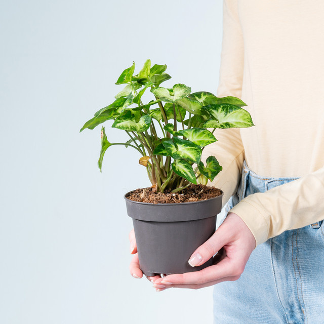 Syngonium Pixie Zimmerpflanze von BLUME2000 mit grün-weißer Zeichnung und herzförmigen Blättern - Bild 1