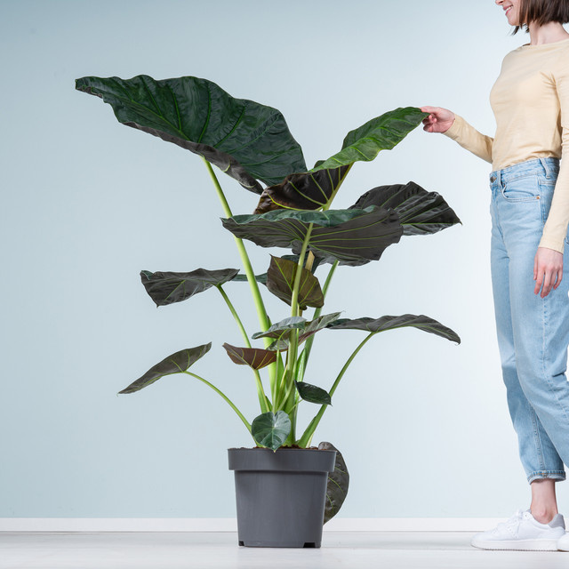 Alocasia Regal Shield XL Zimmerpflanze von BLUME2000 in Grün - Bild 1