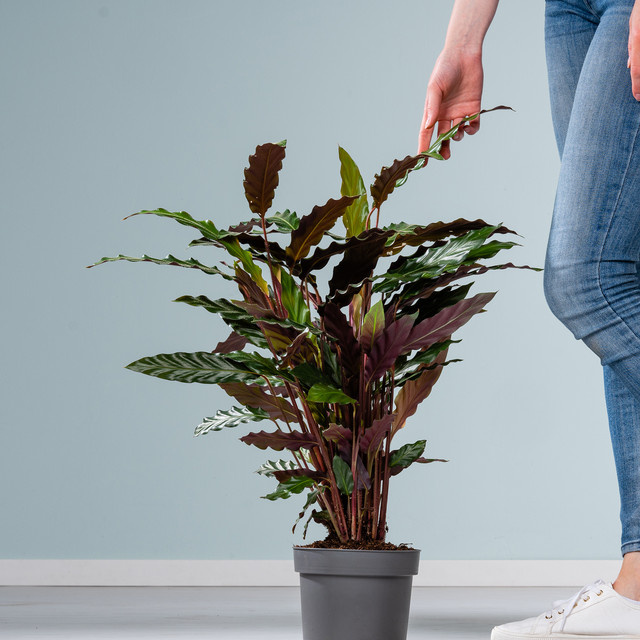 Calathea Wavestar Zimmerpflanze von BLUME2000 in Grün und Multicolour - Bild 1