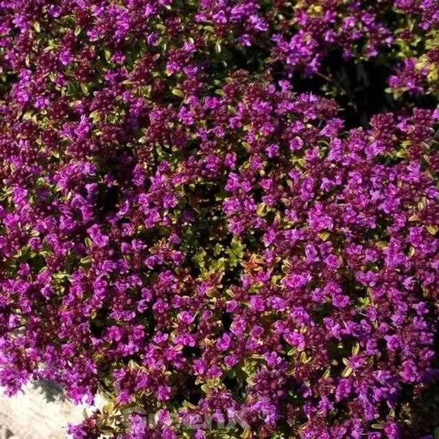 Teppich Thymian Red Carpet Thymus praecox rote Bodendecker-Pflanze - Bild 1