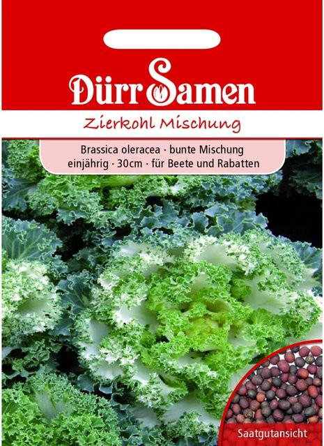 Dürr Zierkohl Bunte Mischung Einjähriges Saatgut für Beete und Rabatten - Bild 1