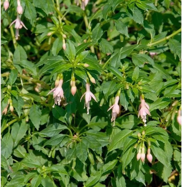Fuchsia Alba Fuchsia magellanica Stauden für den Garten von Nr-01.de - Bild 1