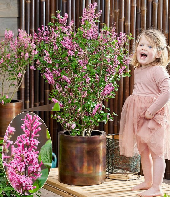 Zwergflieder Little Rosie in Fliederfarben - Bild 1