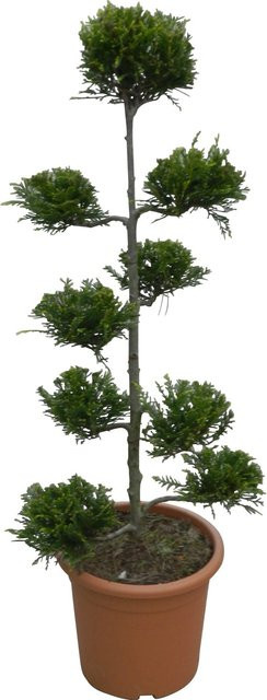 GROW by OBI Riesenzypresse Castlewelland Gold Cupressocyparis, Höhe: 80 cm, Topfvolumen: 9 l - Bild 1
