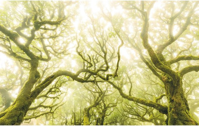 Komar Fototapete Vlies Green Fire, Farbe: Green, B x H: 400 x 250 cm - Bild 1