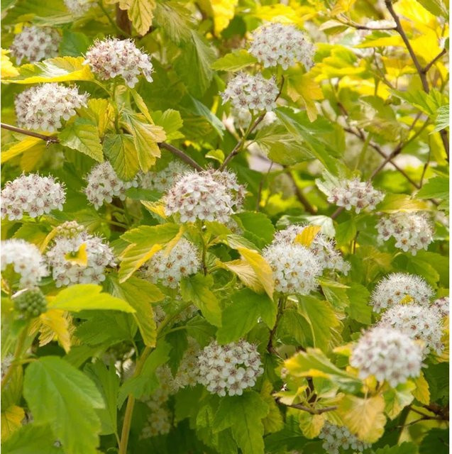 Physocarpus opulifolius Blasenspiere Darts Gold Strauch - Bild 1