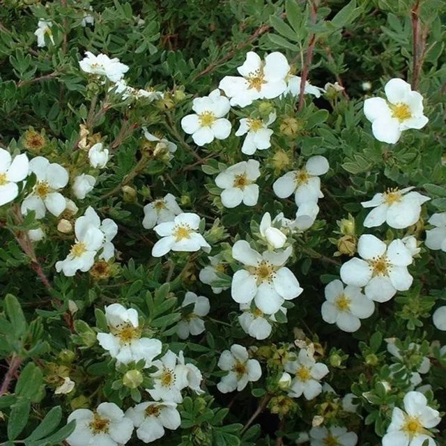 Arborix Fingerstrauch Abbotswood Potentilla fruticosa als pflegeleichter Zierstrauch für Garten und Zuhause im Container - Bild 1