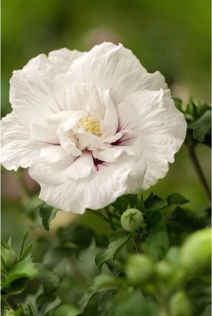 Hibiscus syriacus Garten-Eibisch White Chiffon von Pflanzen für dich, Höhe: 60-80 cm - Bild 1