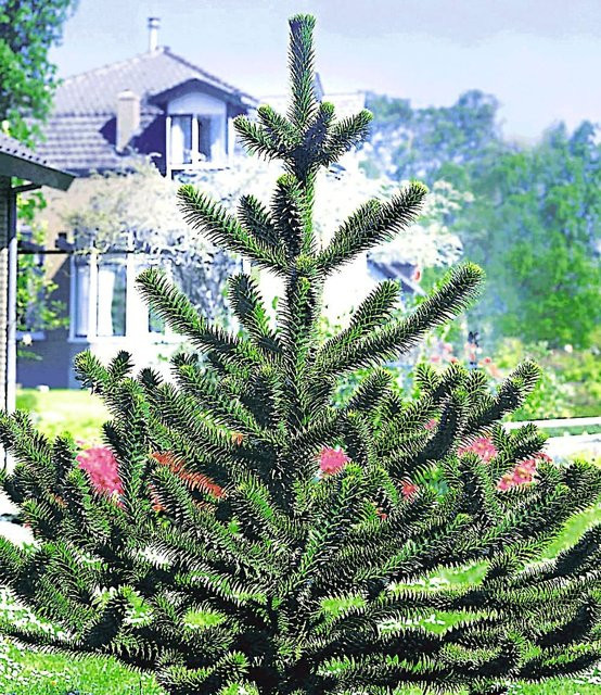 Affenschwanz-Baum - Bild 1