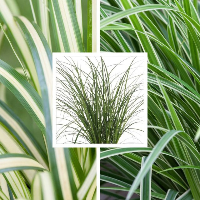 Carex Gartenseggen Bunte Vielfalt Set mit 8 Pflanzen von Mein schöner Garten Shop - Bild 1