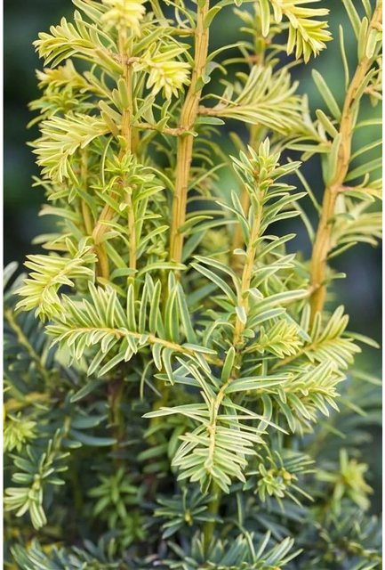 Gelbe Eibe Taxus Baccata Dovastonii Aurea als Heckenpflanze und Zierstrauch, Höhe: 30–40 cm - Bild 1