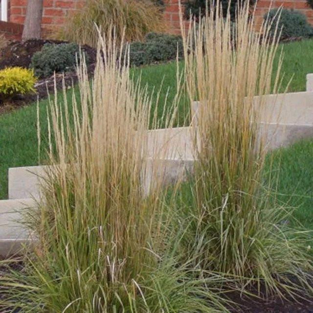6er Set Arborix Reitgras Karl Foerster Calamagrostis x acutiflora Ziergras im 9cm Topf - Bild 1