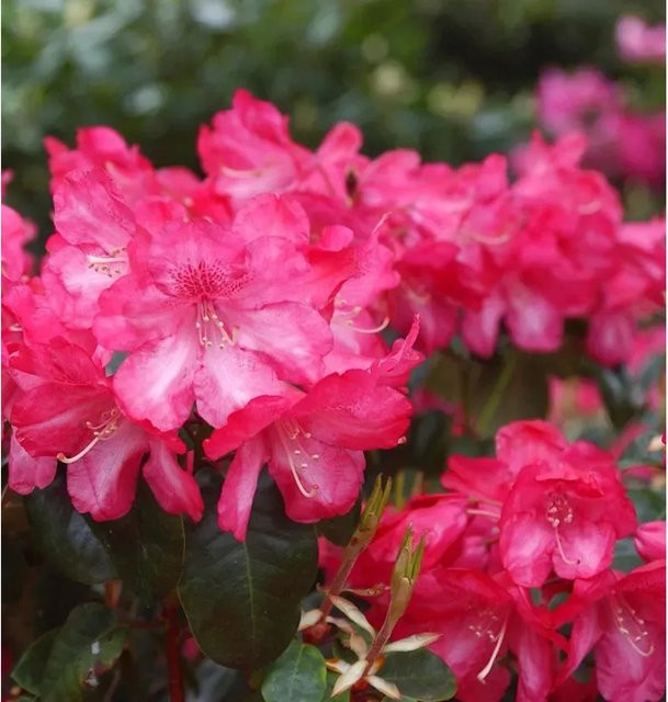 INKARHO Rhododendron Lissabon Williamsianum in Pink, Höhe: 60-70 cm - Bild 1