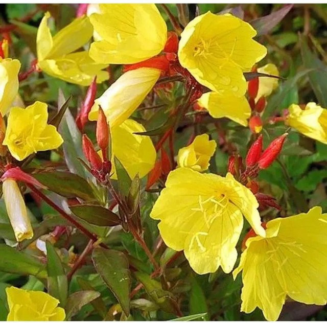 Oenothera fruticosa Nachtkerze Hohes Licht gelbe Staude - Bild 1