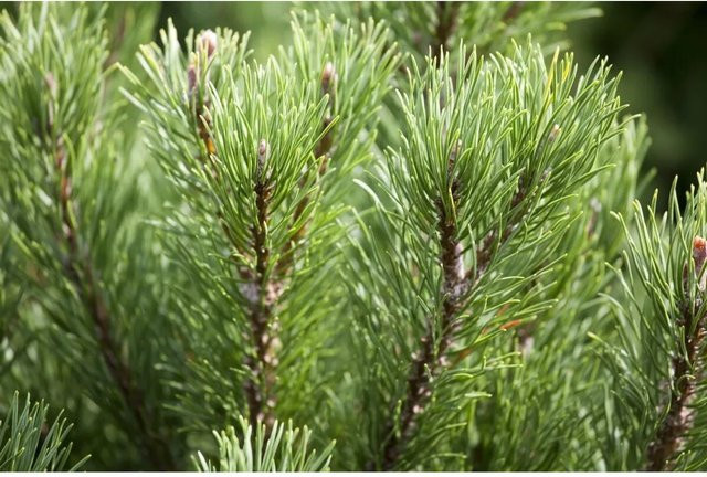 Pinus Mugo Carstens Wintergold Bergkiefer Goldgelb als Zierstrauch und Koniferen-Pflanze für den Garten - Bild 1